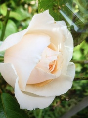 Angiospermae