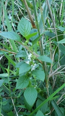 Mentha arvensis