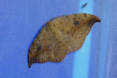 Drepana falcataria