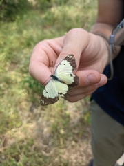 Lepidoptera
