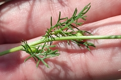Tripleurospermum inodorum
