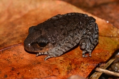Leptobrachium liui