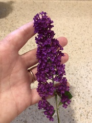 Buddleja davidii