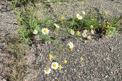 Tripleurospermum inodorum