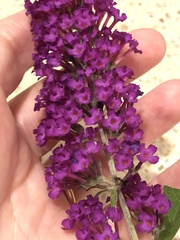 Buddleja davidii