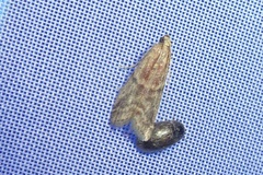 Ephestia elutella