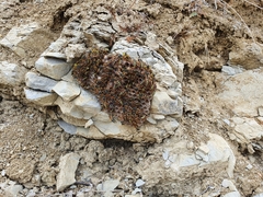 Polistes gallicus