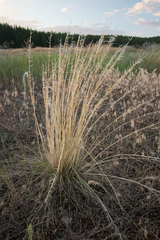 Stipa pennata