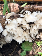 Favolus brasiliensis