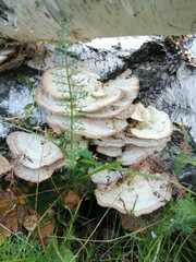 Trametes lactinea