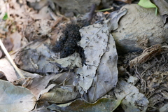 Dolichoderus thoracicus