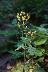 Hypericum hirsutum