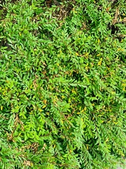 Phyllanthus myrtifolius