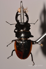 Odontolabis cuvera