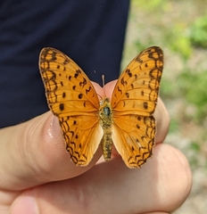 Lepidoptera