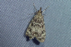 Eudonia truncicolella