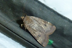 Noctua interposita