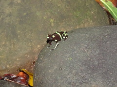 Dendrobates auratus