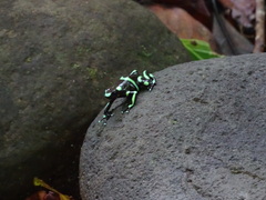 Dendrobates auratus