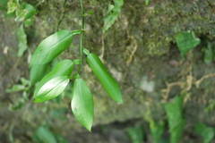 Pothos chinensis