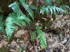 Dryopteris carthusiana