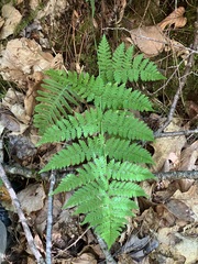 Dryopteris carthusiana