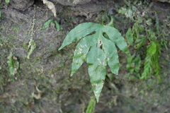 Leptochilus ellipticus