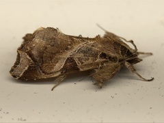 Callopistria floridensis