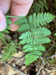 Dryopteris carthusiana