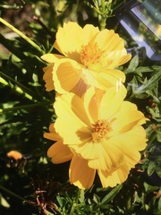 Angiospermae