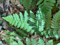 Dryopteris carthusiana