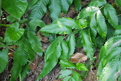 Image of Aquatic Fern (Bolbitis heteroclita) by (c) Moogoo Lee, some rights reserved (CC BY)