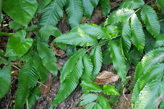 Bolbitis heteroclita