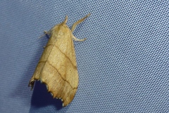 Falcaria lacertinaria