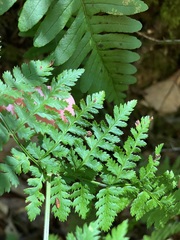 Dryopteris carthusiana