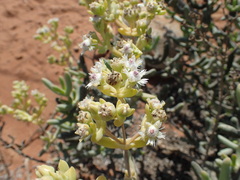 Stoeberia frutescens