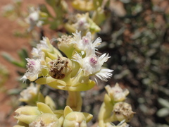 Stoeberia frutescens
