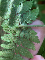 Dryopteris carthusiana
