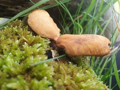 Polyporus tuberaster