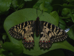 Zerynthia polyxena