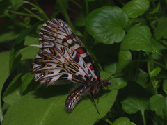 Zerynthia polyxena