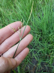 Juncus balticus