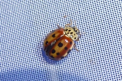 Harmonia quadripunctata