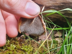 Polyporus tuberaster