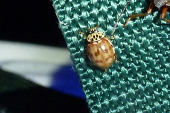 Harmonia quadripunctata