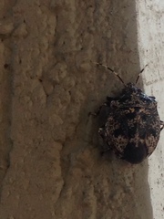Antiteuchus mixtus