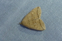 Herminia grisealis