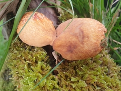 Polyporus tuberaster