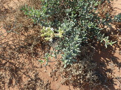 Stoeberia frutescens