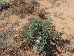 Stoeberia frutescens